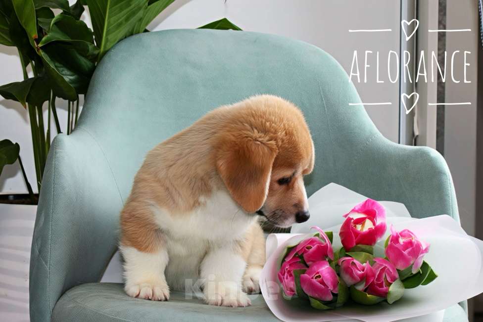 Собаки в Санкт-Петербурге: Щенок вельш корги пемброк Мальчик, 80 000 руб. - фото 4