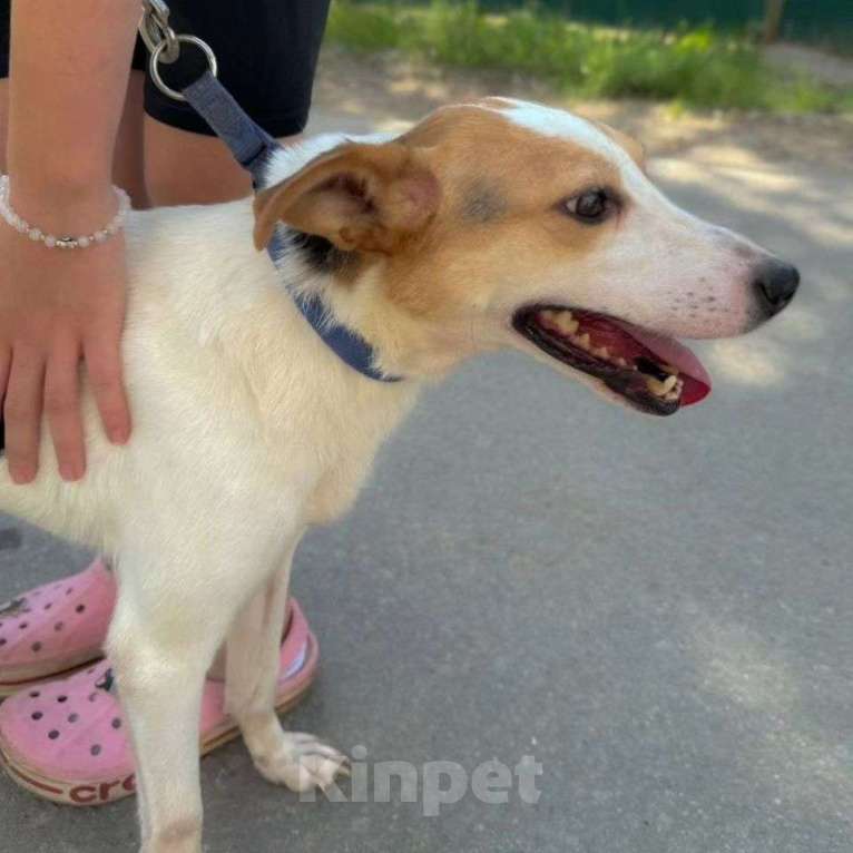 Собаки в Москве: Девочка метис джек-рассела грустит в приюте  Девочка, Бесплатно - фото 4