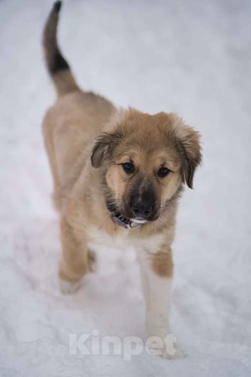 Собаки в Красногорске: Малышка Бель 3,5 месяца в добрые руки Девочка, Бесплатно - фото 1