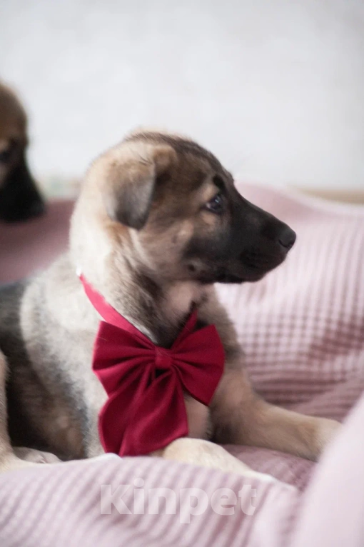 Собаки в Москве: Щенок в добрые руки Мальчик, Бесплатно - фото 6