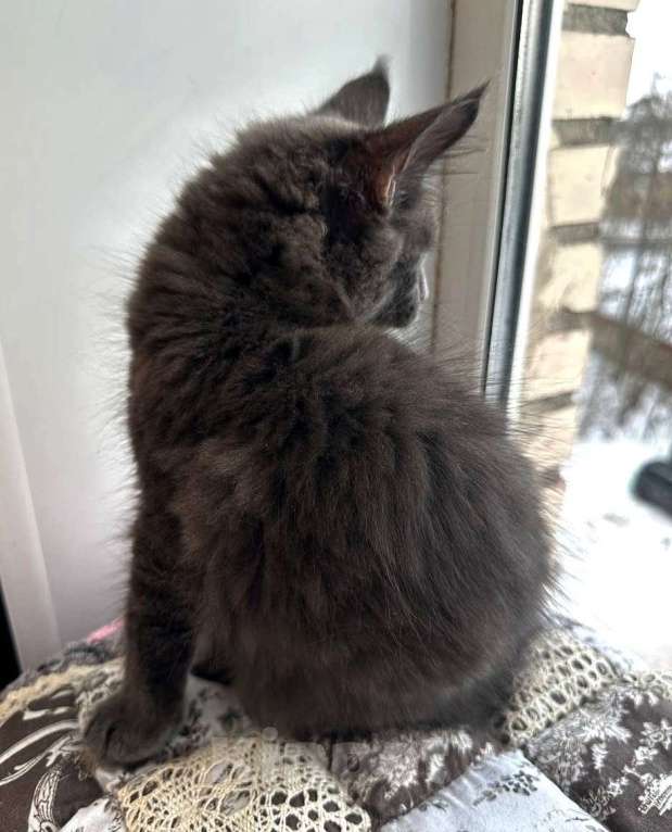 Кошки в Санкт-Петербурге: Продажа мейн-кун питомник Девочка, 30 000 руб. - фото 5