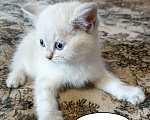 Кошки в Санкт-Петербурге: Шотландский котенок скоттиш-страйт Девочка, 12 000 руб. - фото 1