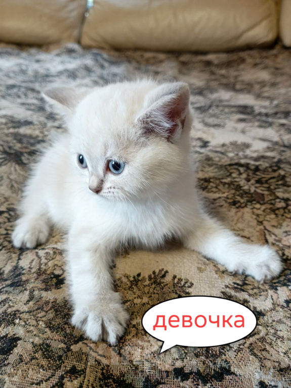 Кошки в Санкт-Петербурге: Шотландский котенок скоттиш-страйт Девочка, 12 000 руб. - фото 1