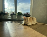 Кошки в Воронеже: Котенок Европейская бурма Мальчик, Бесплатно - фото 2
