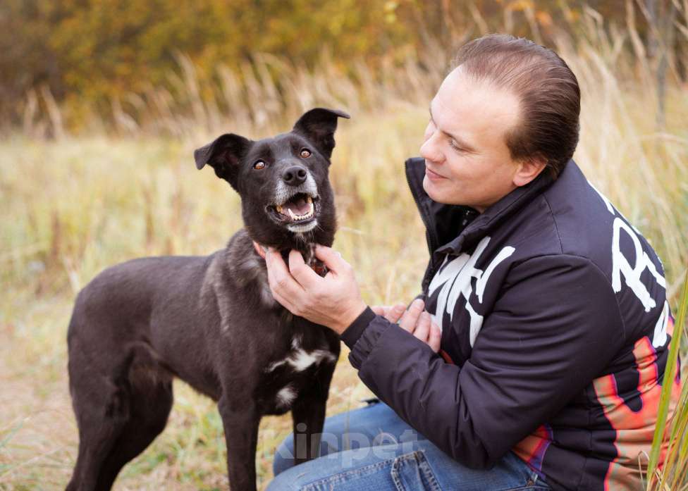 Собаки в Москве: Собака в добрые руки! Девочка, Бесплатно - фото 7