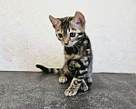 Кошки в Самаре: Бенгальский котенок Мальчик, Бесплатно - фото 7
