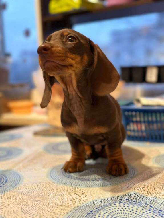 Собаки в Москве: Мальчик РКФ Мальчик, 40 000 руб. - фото 6