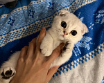 Кошки в Казани: Шотландские котятки Мальчик, 13 000 руб. - фото 1