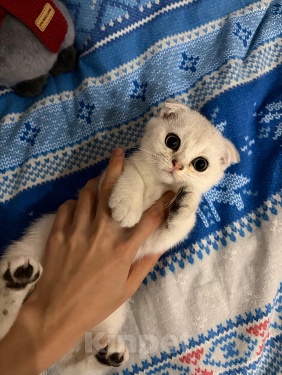 Кошки в Казани: Шотландские котятки Мальчик, 13 000 руб. - фото 1