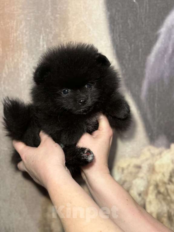 Собаки в Набережных Челнах: Мини мишки Мальчик, 35 000 руб. - фото 2