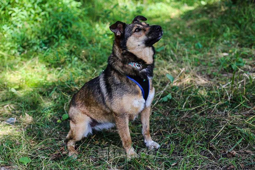 Собаки в Москве: Мулан Девочка, Бесплатно - фото 10