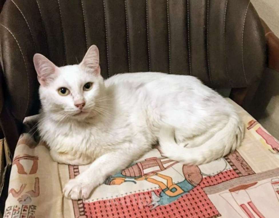 Кошки в Москве: Бедный Альбус. Белый кот в добрые руки. Мальчик, Бесплатно - фото 4