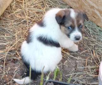 Собаки в Иркутске: Отдам щенков Мальчик, Бесплатно - фото 6