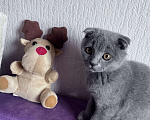Кошки в Краснодаре: Шотландская Вислоухая кошечка  Девочка, 2 500 руб. - фото 1