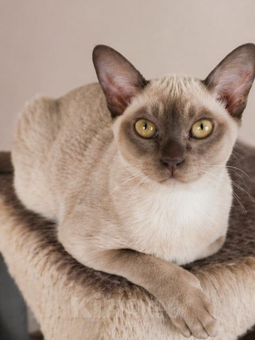 Кошки в Котельнике: Бурманские котята😻😻😻 Разнополые, 35 000 руб. - фото 9