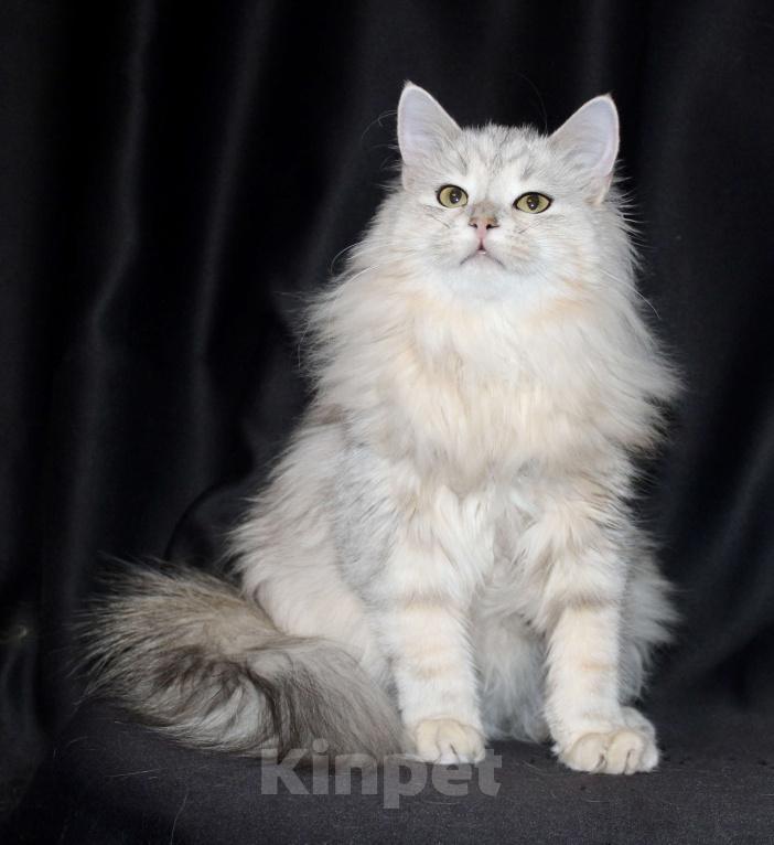 Кошки в Тюмени: Сибирский котёнок Девочка, 15 000 руб. - фото 2