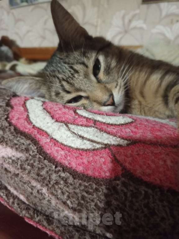 Кошки в Москве: Кот 8 месяцев Мальчик, Бесплатно - фото 6