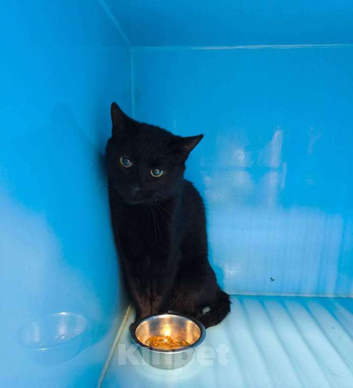 Кошки в других городах Калужской области: Пугливый котик Ферми Мальчик, Бесплатно - фото 2