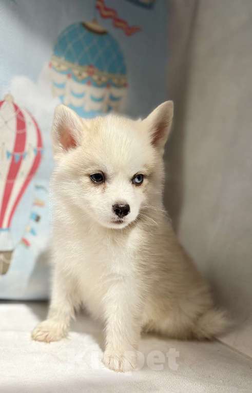 Собаки в Балашихе: Помски мальчик Брюс, великолепный малыш.  Мальчик, 60 000 руб. - фото 2