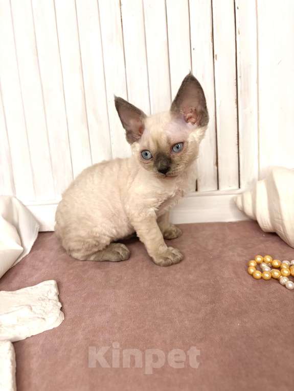 Кошки в Ростове-на-Дону: Котенок Девон-рекс Мальчик, 80 000 руб. - фото 2