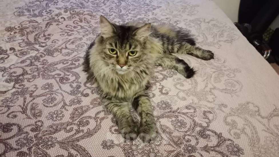 Кошки в Москве: Спокойная и добрая кошка Анфиса в добрые руки Девочка, Бесплатно - фото 3