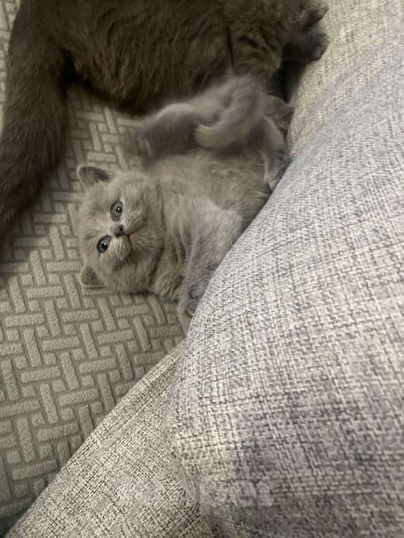 Кошки в Москве: Продам котенка британской поподы Мальчик, 10 000 руб. - фото 2