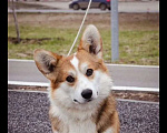 Собаки в Нижнем Новгороде: Вельш корги пемброк кобель для вязки Мальчик, 20 000 руб. - фото 3