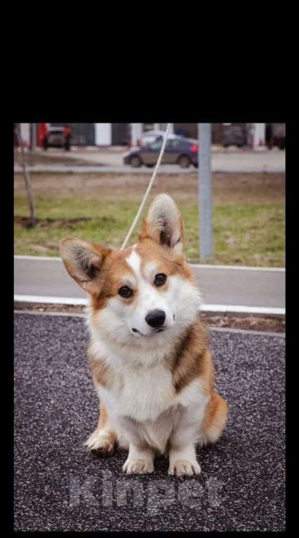 Собаки в Нижнем Новгороде: Вельш корги пемброк кобель для вязки Мальчик, 20 000 руб. - фото 3