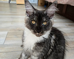Кошки в Черноголовке: Мейн-кун девочка под разведение (Tuxedo smoke) Девочка, 35 500 руб. - фото 2