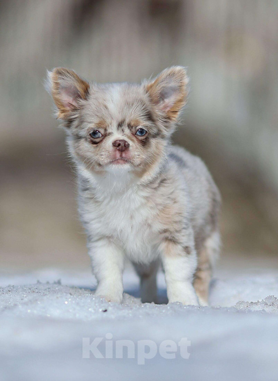 Собаки в Обнинске: Мальчик чихуахуа лиловый мрамор мерле с подпалом Мальчик, 100 000 руб. - фото 1