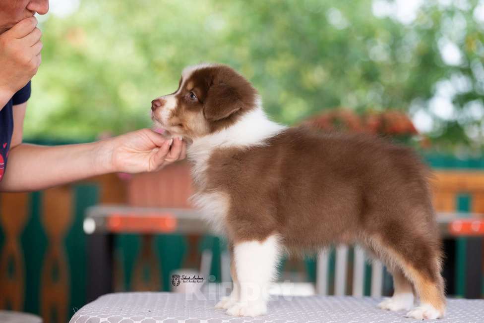 Собаки в Москве: австралийская овчарка аусси Девочка, 80 000 руб. - фото 5