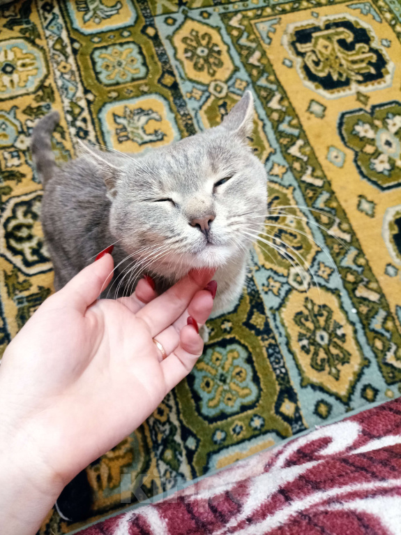 Кошки в Саратове: Отдам кошечку  Девочка, Бесплатно - фото 3