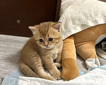 Кошки в Одинцово: Шотландский котенок - золотой Мальчик, 25 000 руб. - фото 10