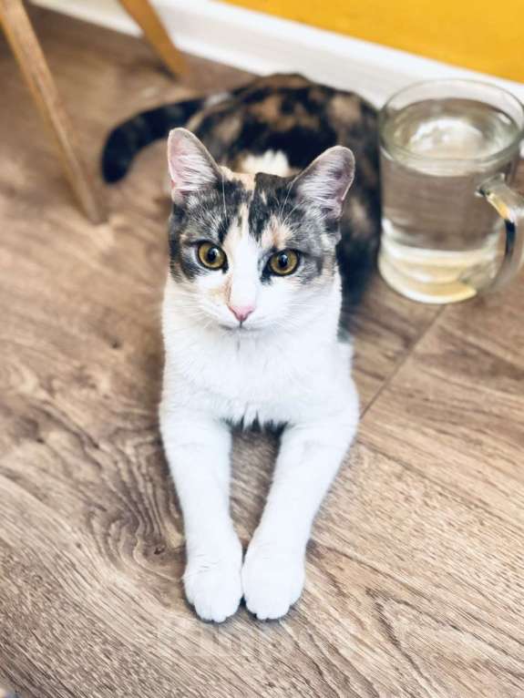 Кошки в Ростове-на-Дону: Кошечке - Трехцветочке срочно нужен дом Девочка, Бесплатно - фото 9