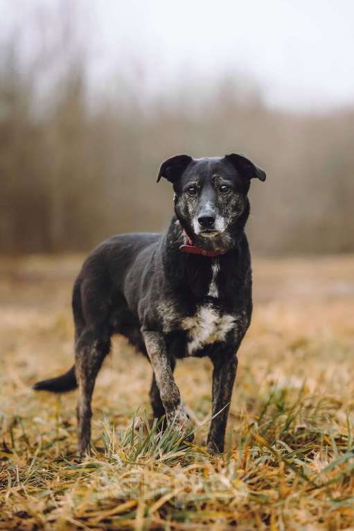 Собаки в Москве: Добрая собака в добрые руки Девочка, Бесплатно - фото 4