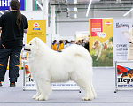 Собаки в Ижевске: Самоедская собака, 1 руб. - фото 3