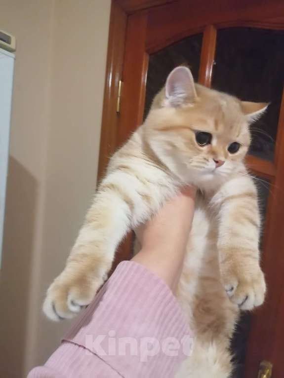 Кошки в Липецке: Породистый котик Мальчик, 25 000 руб. - фото 1