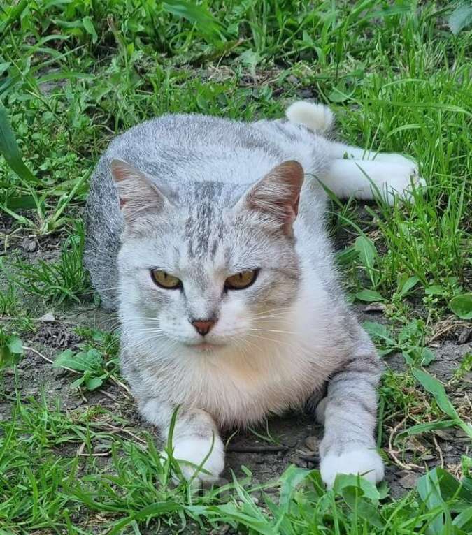 Кошки в Москве: Британская серебристая шиншилла Белка в добрые руки Девочка, 1 руб. - фото 2