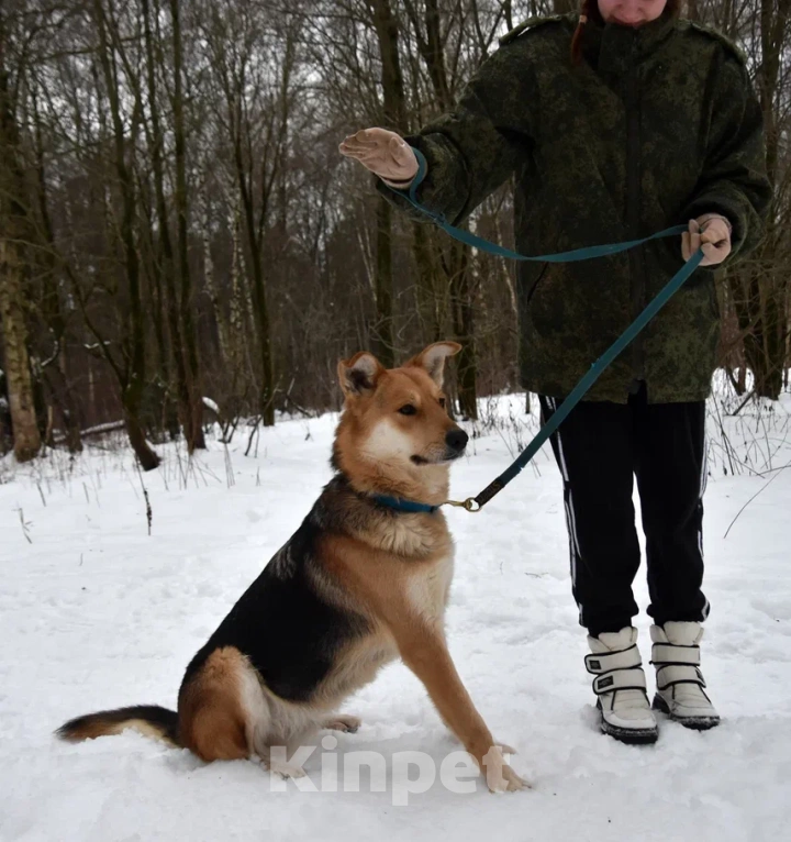 Собаки в Москве: Чарли в поисках дома Мальчик, Бесплатно - фото 4
