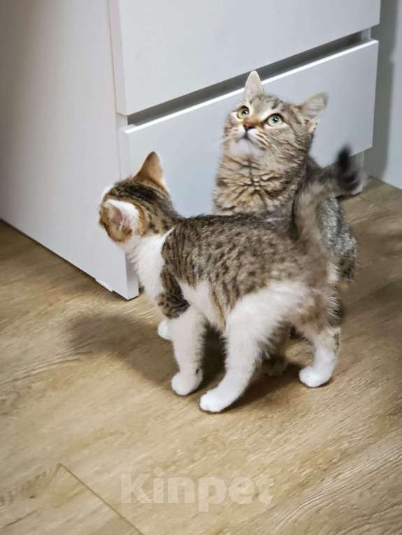 Кошки в Красногорске: Маленькая Мишель 1,5 месяца ждет родителей  Девочка, Бесплатно - фото 5