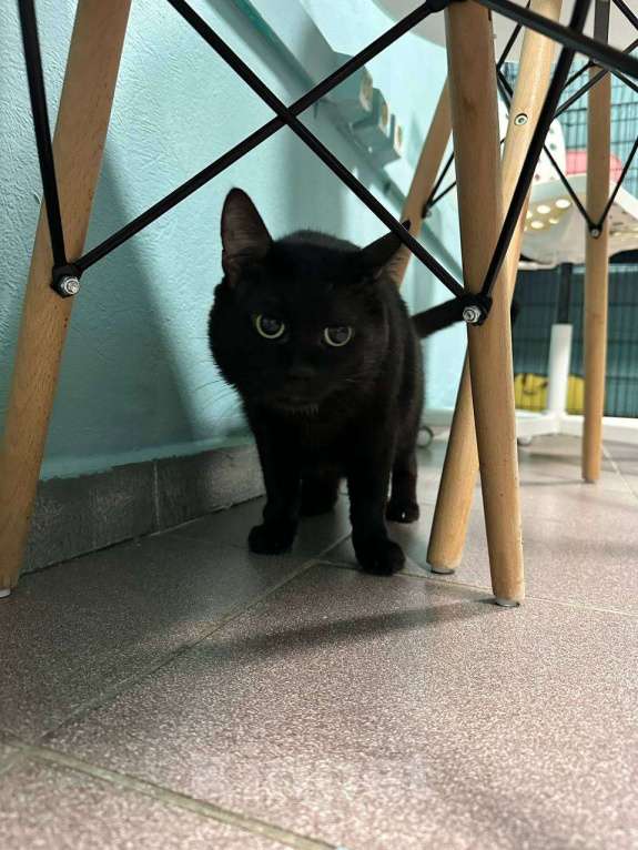 Кошки в Москве: Подарите дом Ласкуше Мальчик, Бесплатно - фото 6