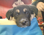 Собаки в Красноармейске: Метис ротвейлера в очень добрые руки. Самая милая девочка на свете  Девочка, Бесплатно - фото 3