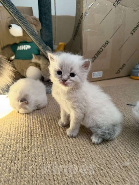 Кошки в Санкт-Петербурге: Невские маскарадный котята Мальчик, 27 000 руб. - фото 6