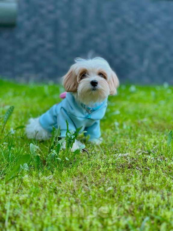 Собаки в Калининграде: Мальчик мальтипу f1 Мальчик, 60 000 руб. - фото 8