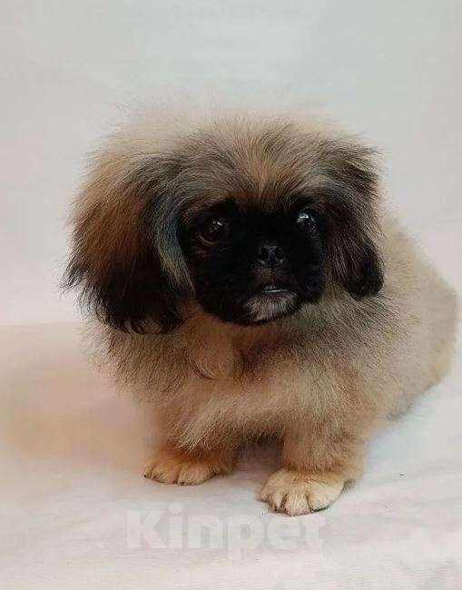 Собаки в Тольятти: Пекинес Мальчик, 65 000 руб. - фото 2