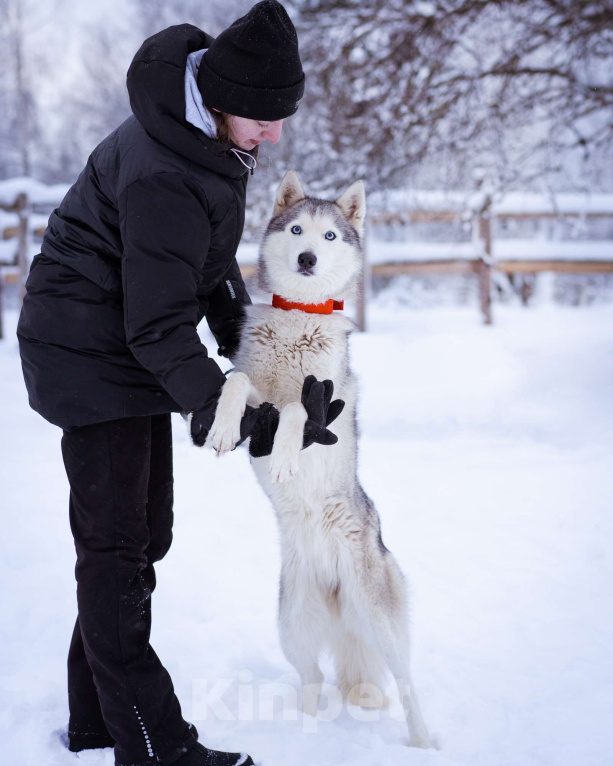 Собаки в Москве: Арья Девочка, Бесплатно - фото 5