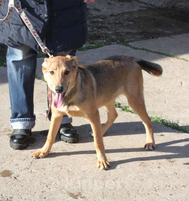 Собаки в Москве: Молоденькая ласкушечка Ариша в самые добрые руки  Девочка, Бесплатно - фото 9