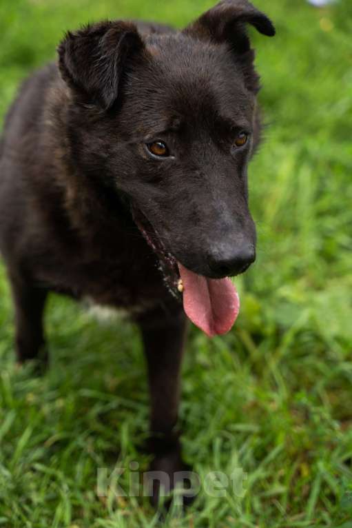 Собаки в Москве: Милый мишка Чоко Мальчик, Бесплатно - фото 7