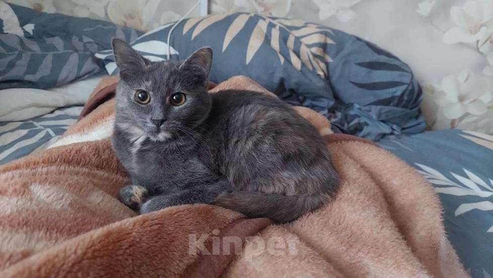 Кошки в Москве: Очаровательные котята (10 мес.) ищут дом Девочка, Бесплатно - фото 5