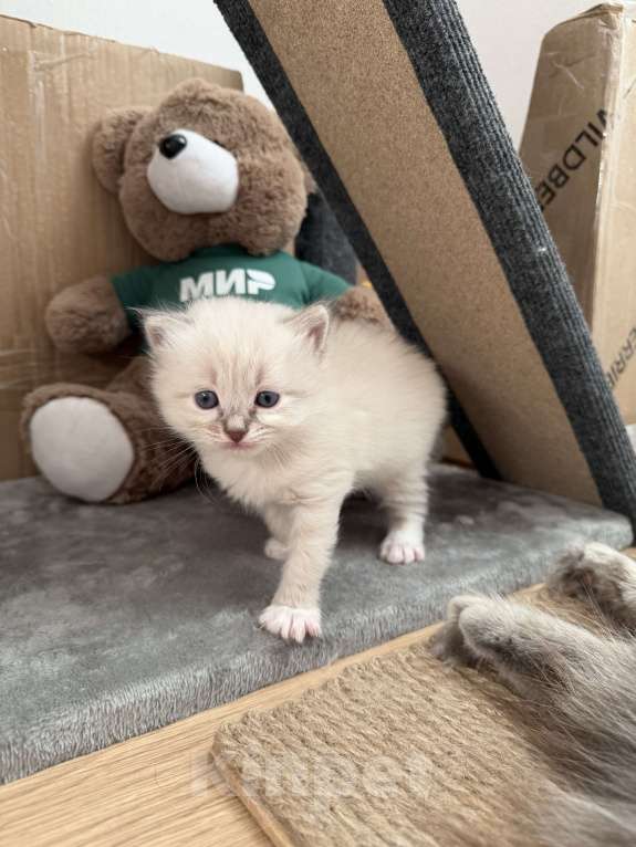 Кошки в Санкт-Петербурге: Невские маскарадный котята Мальчик, 27 000 руб. - фото 8